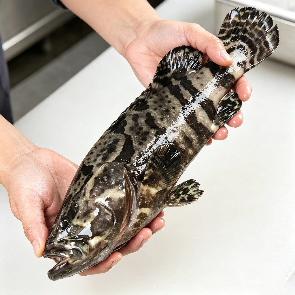 Whole spotted grouper frozen and ready to prepare