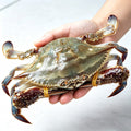 Large live swimming crab held in one hand